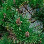 Borovica drobnokvetá (Pinus parviflora) ´BREVIFOLIA´ – výška 70-90cm, priemer koruny 100-120cm, kont. C10L - BONSAJ